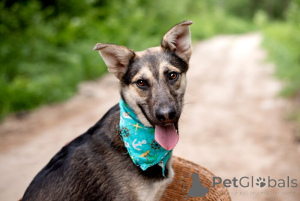 Photo №1. chien bâtard - à vendre en ville de Rivière moscou | Gratuit | Annonce №145662