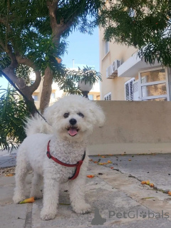 Photo №2 de l'annonce № 173320 de la vente bichon à poil frisé - acheter à Pologne annonce privée