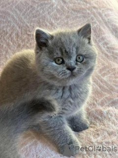 Photo №2 de l'annonce № 96107 de la vente british shorthair - acheter à USA 