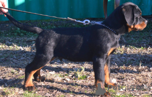 Photo №4. Je vais vendre rottweiler en ville de Werbass.  - prix - négocié