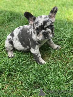 Photo №1. bouledogue - à vendre en ville de Nürnberger Land | 450€ | Annonce №79566