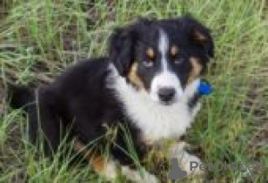 Photo №2 de l'annonce № 126931 de la vente english shepherd - acheter à Allemagne annonce privée