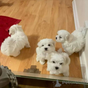Photo №1. bichon maltais - à vendre en ville de Luxembourg | 350€ | Annonce №170066