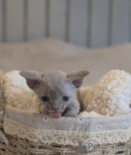 Photo №1. devon rex - à vendre en ville de Ankum | 580€ | Annonce № 174806