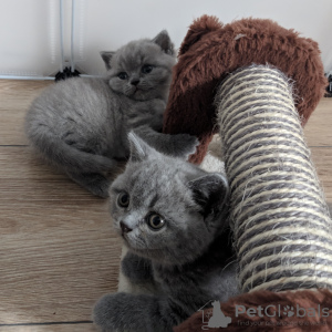 Photo №2 de l'annonce № 114825 de la vente british shorthair - acheter à Pologne éleveur