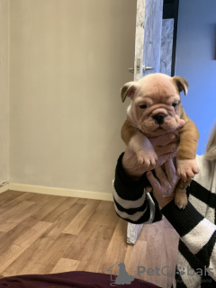 Photo №1. bulldog anglais - à vendre en ville de New york | 663€ | Annonce №121037