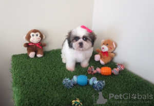 Photo №1. shih tzu - à vendre en ville de Munich | 550€ | Annonce №127493