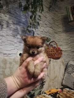 Photo №4. Je vais vendre spitz nain en ville de Minsk. annonce privée - prix - 363€