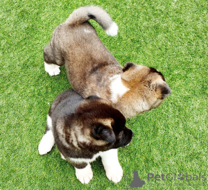 Photo №2 de l'annonce № 12834 de la vente akita (chien) - acheter à Belgique 