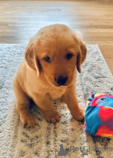 Photo №3. Golden Retriever Welpen à vendre. France