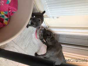 Photo №1. staffordshire bull terrier - à vendre en ville de Vilnius | 350€ | Annonce №36109