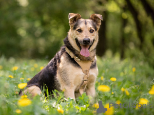 Photo №2 de l'annonce № 154141 de la vente chien bâtard - acheter à Fédération de Russie annonce privée