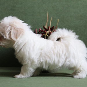 Photo №2 de l'annonce № 5736 de la vente bichon maltais - acheter à Fédération de Russie éleveur