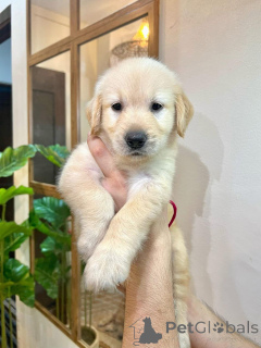 Photo №2 de l'annonce № 135570 de la vente golden retriever - acheter à USA de l'abri, éleveur