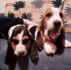 Photo №1. basset hound - à vendre en ville de Sremska mitrovica | négocié | Annonce №161441