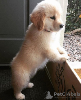 Photo №3. CHIOT GOLDEN RETRIEVER DISPONIBLE. USA