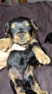 Photo №1. biewer yorkshire terrier, yorkshire terrier - à vendre en ville de Riga | 600€ | Annonce №139534