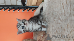 Photo №2 de l'annonce № 7576 de la vente british shorthair - acheter à Fédération de Russie éleveur