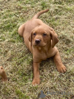 Photo №1. labrador retriever - à vendre en ville de Houston | 663€ | Annonce №108828