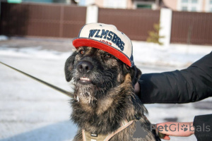 Photo №3. Vous cherchez une maison dans une monya très temps!. Fédération de Russie