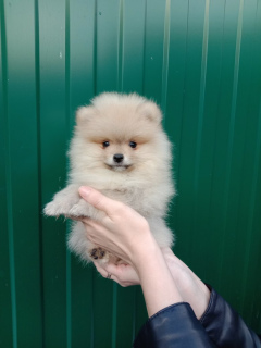 Photo №1. spitz allemand - à vendre en ville de Tula | 361€ | Annonce №5252