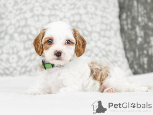 Photo №2 de l'annonce № 155607 de la vente labradoodle - acheter à L'Autriche annonce privée