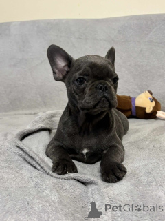 Photo №3. Chiots bouledogue français à adopter.. La finlande