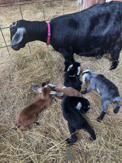 Photo №1.  - à vendre en ville de Alabama | négocié | Annonce №161736