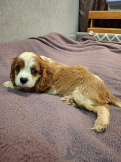 Photo №1. cavalier king charles spaniel - à vendre en ville de Riga | 850€ | Annonce №148743