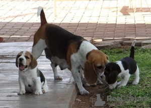 Photo №4. Je vais vendre beagle en ville de Region Hannover.  - prix - Gratuit
