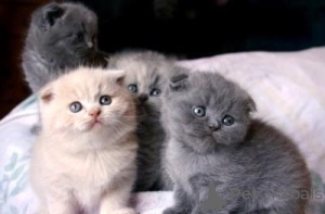 Photo №1. scottish fold - à vendre en ville de Las palmas de gran canaria | négocié | Annonce № 176433