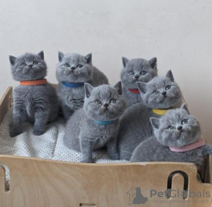 Photo №2 de l'annonce № 108588 de la vente british shorthair - acheter à Allemagne annonce privée, de la fourrière, de l'abri, éleveur