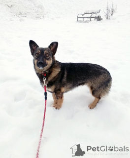 Photo №1. chien bâtard - à vendre en ville de Saint-Pétersbourg | Gratuit | Annonce №163728