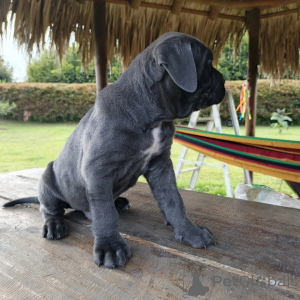 Photo №1. cane corso - à vendre en ville de Varsovie | négocié | Annonce №171210