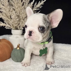 Photo №3. Des Cocos douces, chics et pleines de câlins prêtes à voler votre cœur à la. Irlande