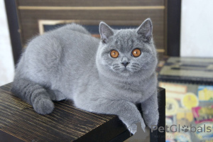 Photo №1. british shorthair - à vendre en ville de Alkmar | négocié | Annonce № 167880