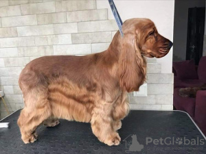 Photo №4. Je vais vendre cocker spaniel anglais en ville de Kiev.  - prix - 800€