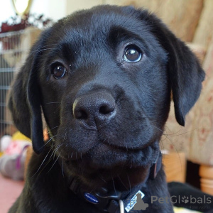 Photo №3. Chiots Labrador Retriever.. Suède