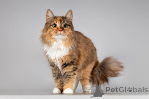 Photo №3. La belle Fiona est entre de bonnes mains.. Fédération de Russie