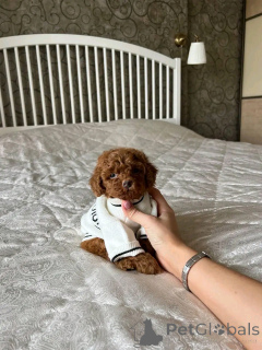 Photo №1. maltipu - à vendre en ville de Berlin | 500€ | Annonce №136366