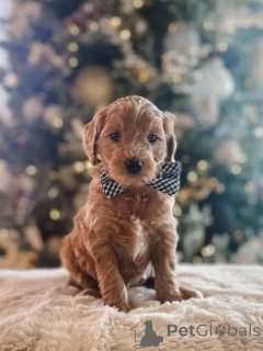 Photo №2 de l'annonce № 161532 de la vente caniche (jouet) - acheter à Allemagne de l'abri, éleveur