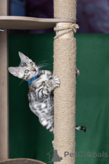 Photo №4. Je vais vendre bengal en ville de Minsk. éleveur - prix - 375€