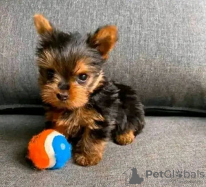 Photo №3. Chiot Yorkie. USA