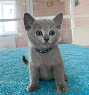 Photo №3. Chatons bleus russes à vendre Business WhatsApp 37256062792. La finlande