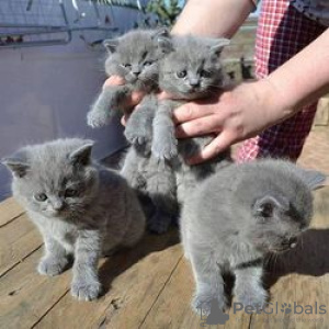 Photo №3. Mignon chaton British shorthair à adopter gratuitement. Allemagne