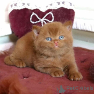 Photo №1. british shorthair - à vendre en ville de Bietigheim-Bissingen | 350€ | Annonce № 176676