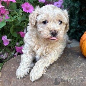 Photo №1. maltipu - à vendre en ville de Berlin | 350€ | Annonce №152906