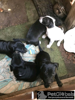 Photo №2 de l'annonce № 134572 de la vente bull terrier - acheter à USA 