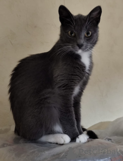 Photo №1.  - à vendre en ville de Minsk | Gratuit | Annonce № 157489