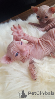 Photo №3. Chatons Sphynx.. Suède